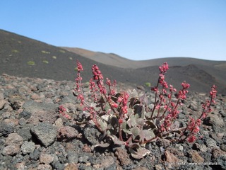 Osservatorio Vulcanologico